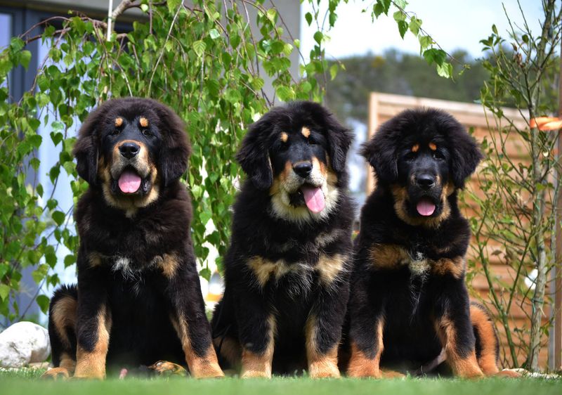 Tibetan Mastiff