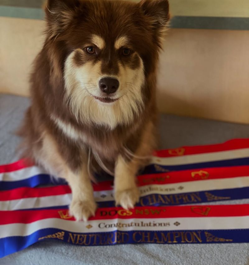 Finnish Lapphund