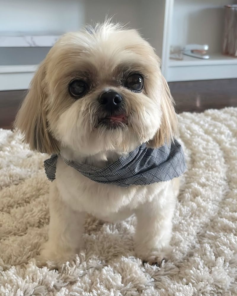 Shih Tzu