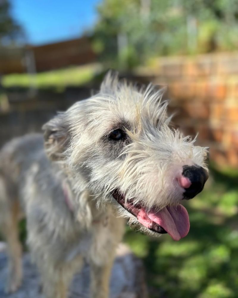 Irish Wolfhound