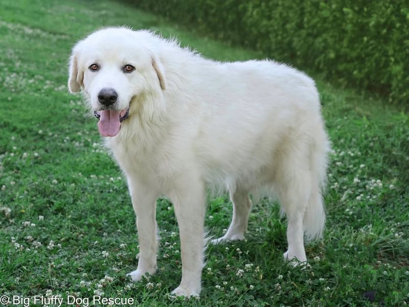 Great Pyrenees