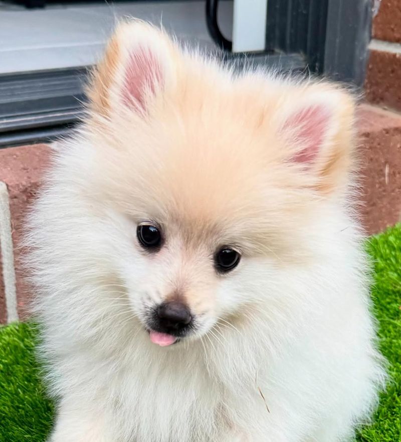 Pomeranian