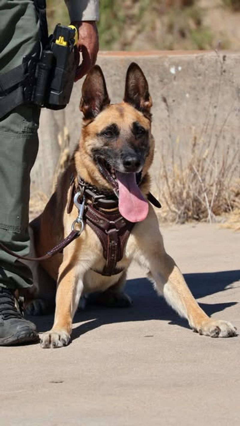 Belgian Malinois