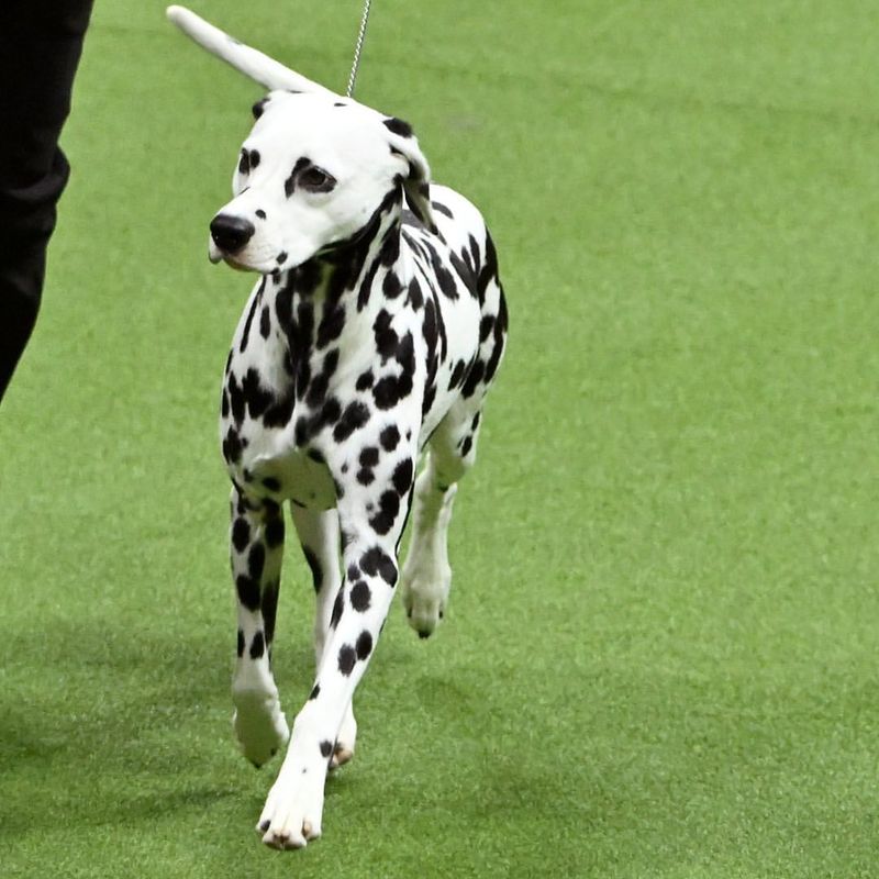 Dalmatian