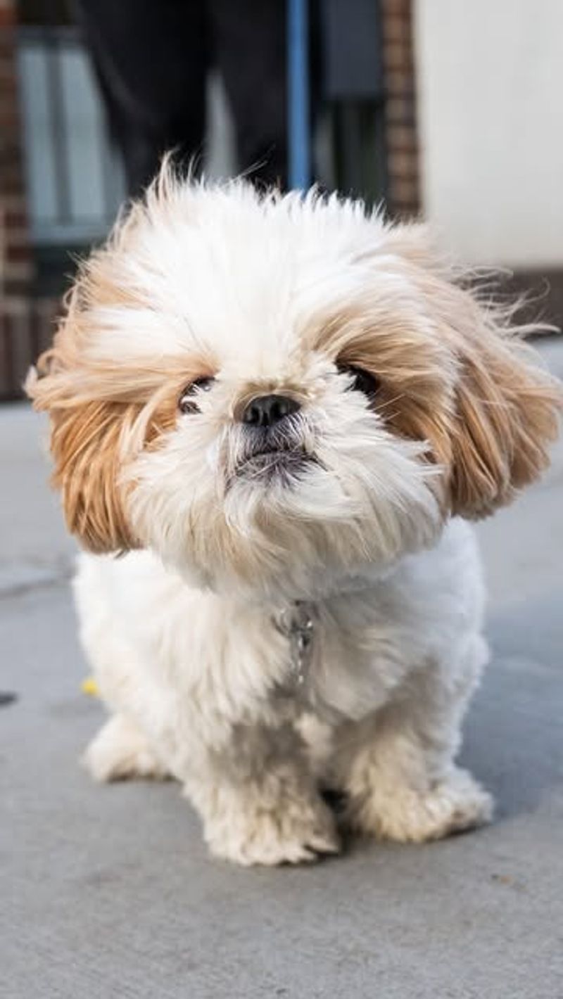 Shih Tzu