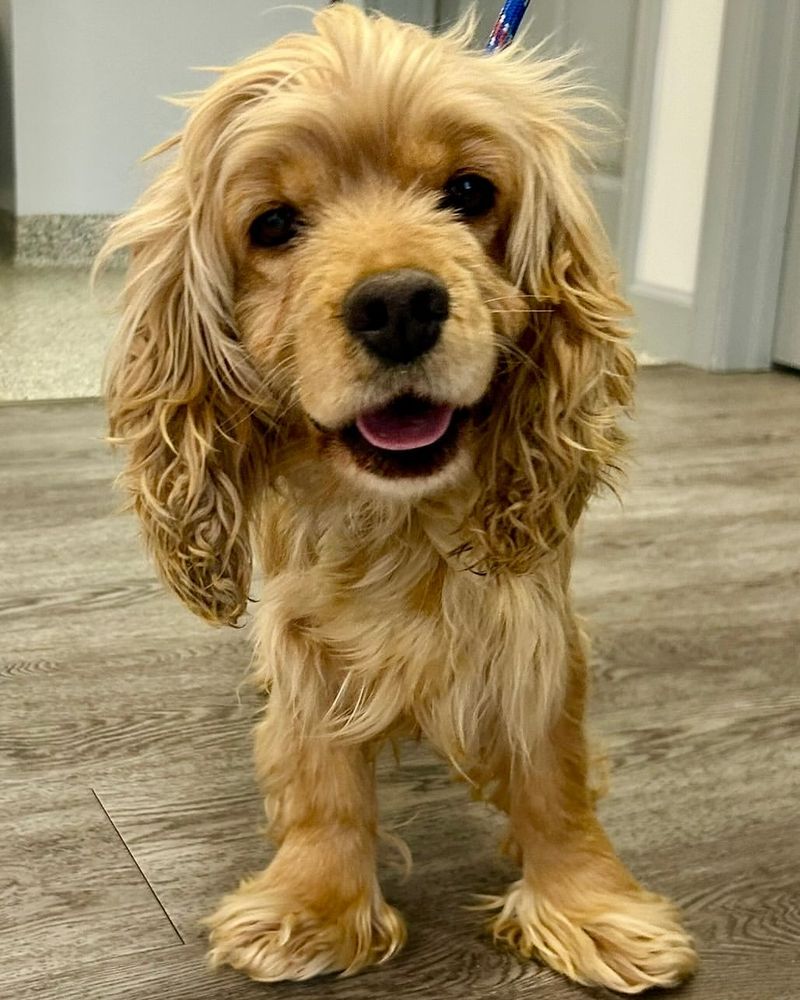 Cocker Spaniel