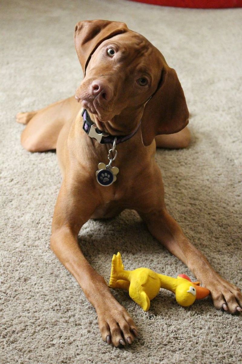 Vizsla
