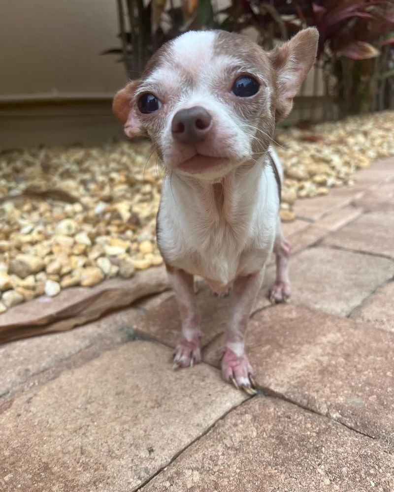 Chihuahua