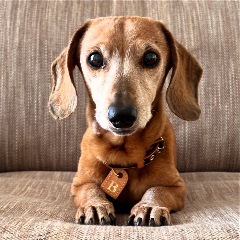 Dachshund