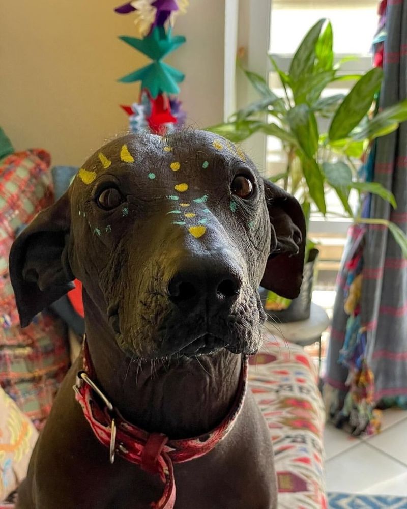 Xoloitzcuintli