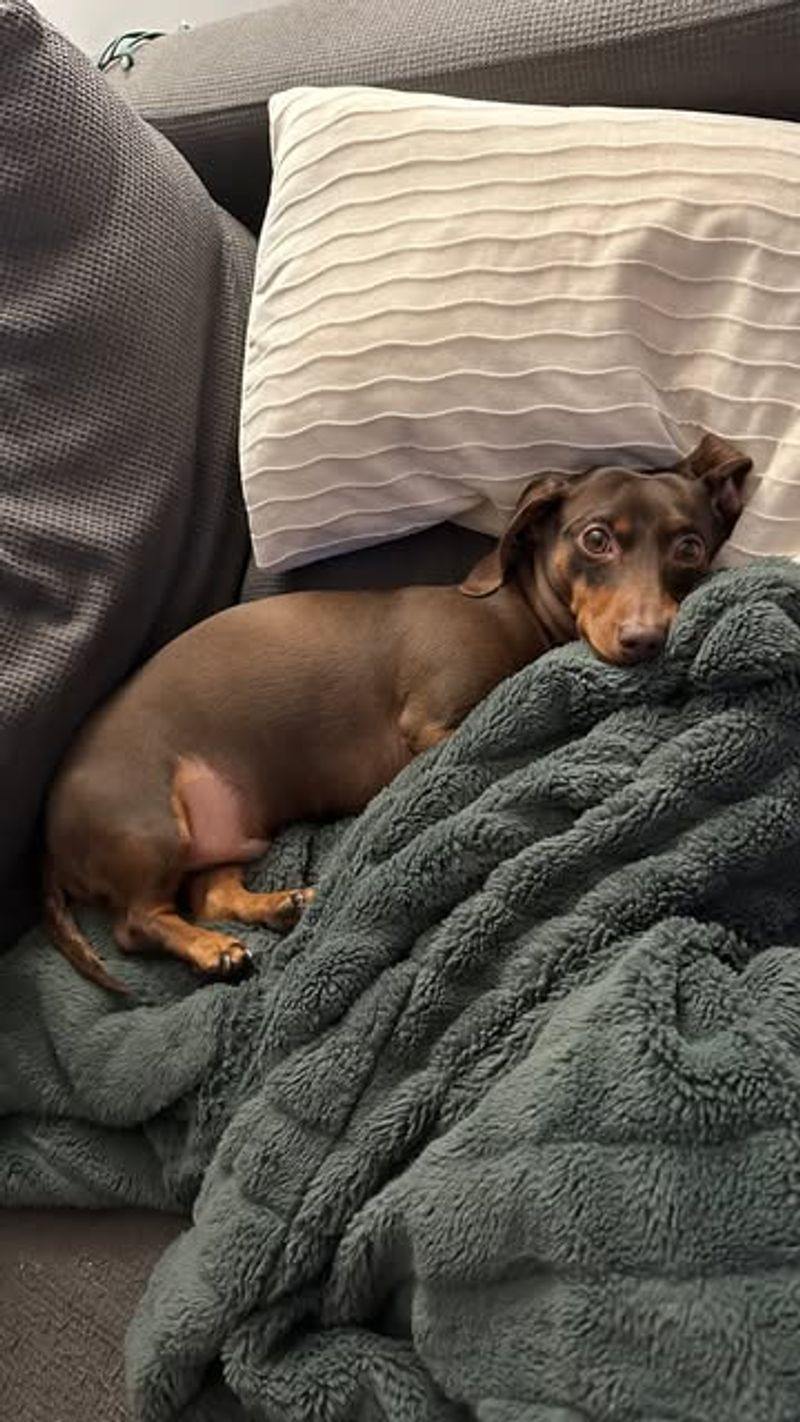 Dachshund