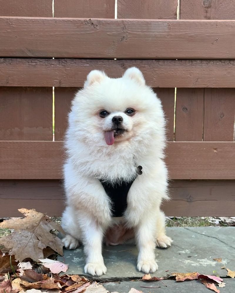 Pomeranian