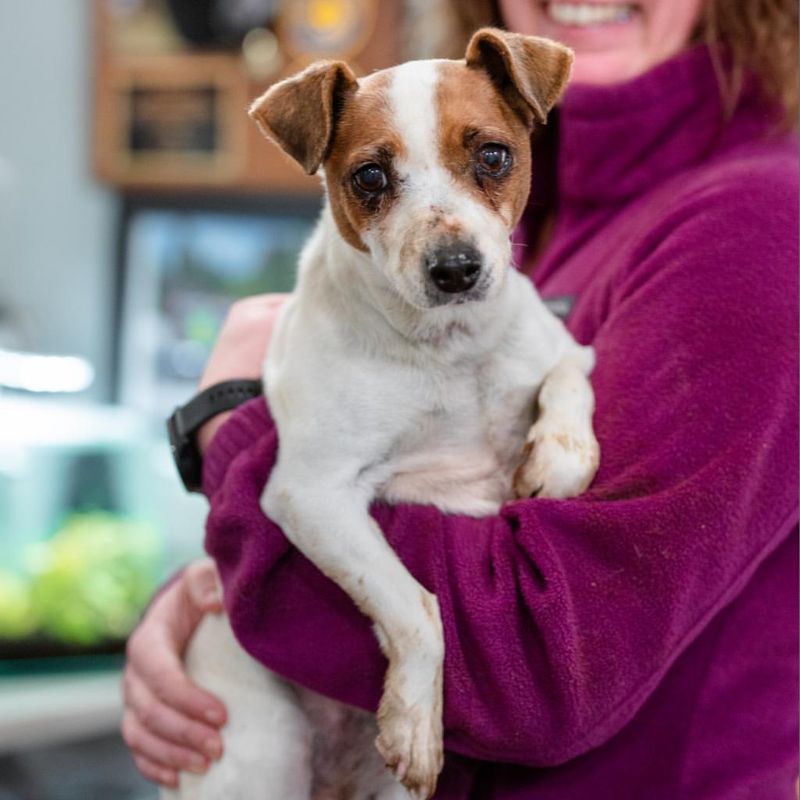 Jack Russell Terrier