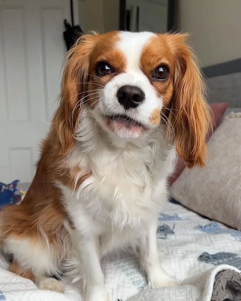 Cavalier King Charles Spaniel