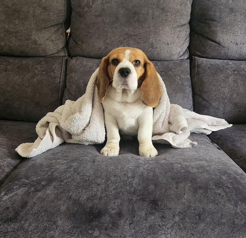 Beagle