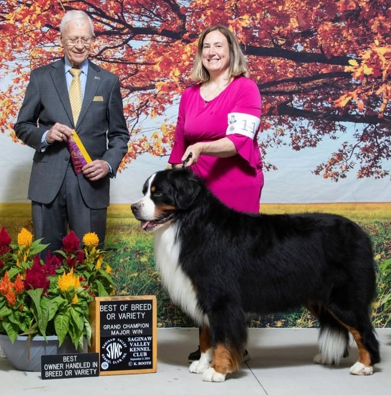 Bernese Mountain Dog