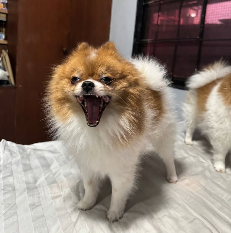 Pomeranian