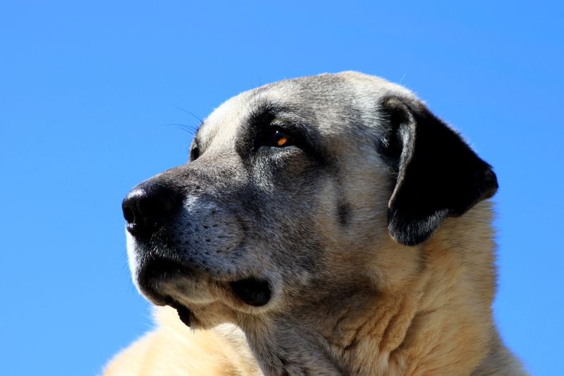 Kangal Shepherd Dog