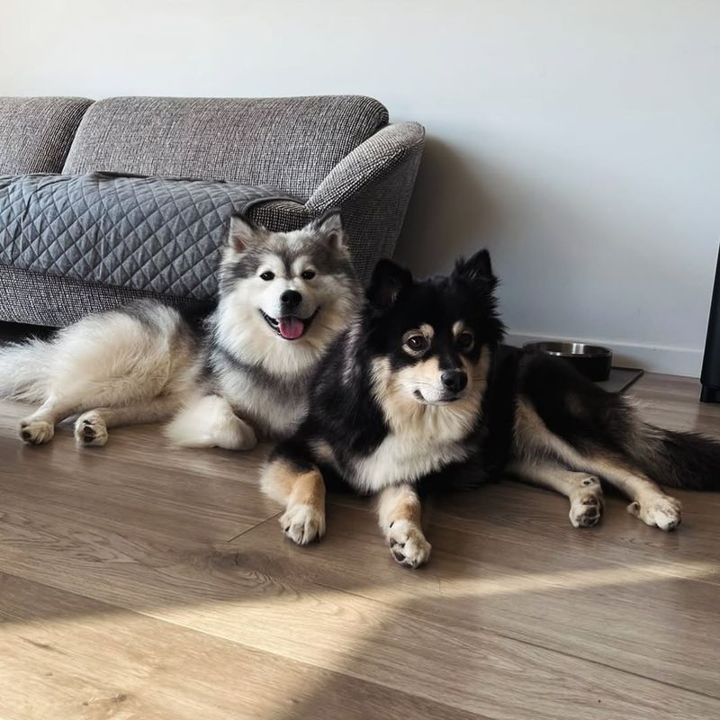 Finnish Lapphund