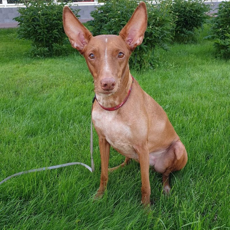 Pharaoh Hound