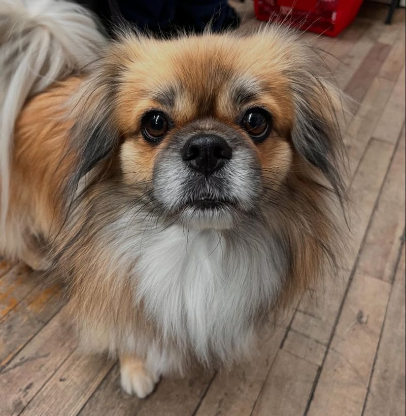 Tibetan Spaniel