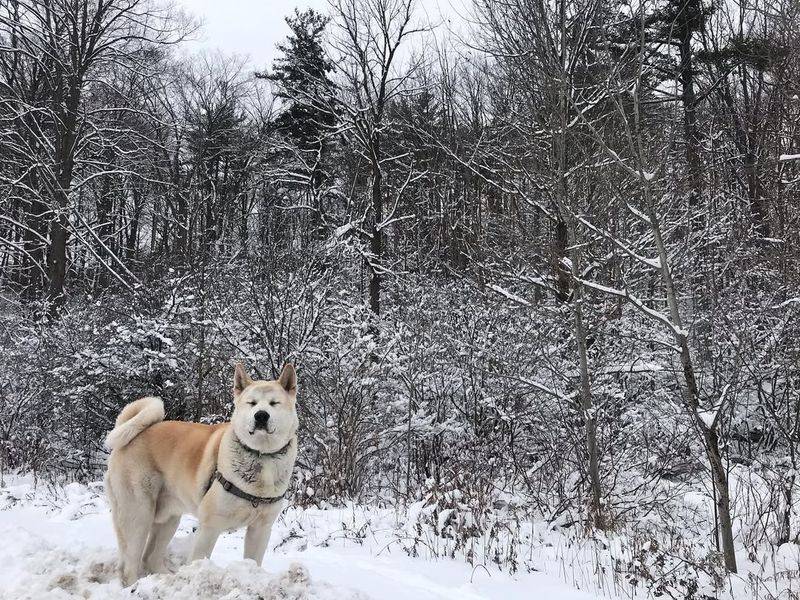 Akita