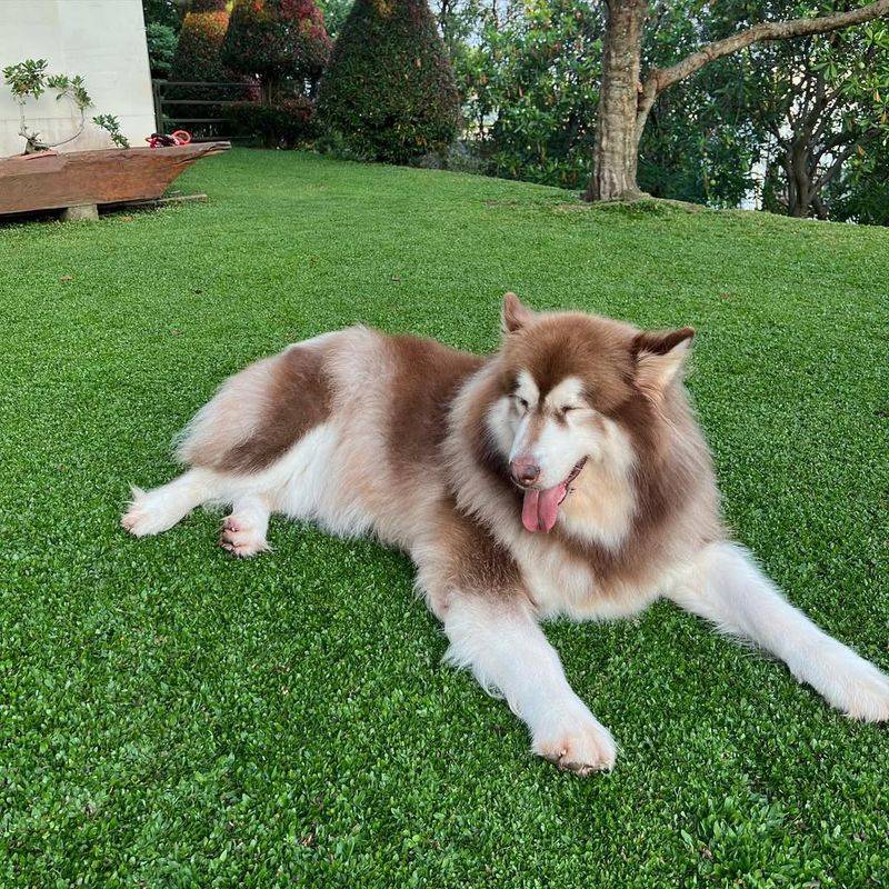 Alaskan Malamute