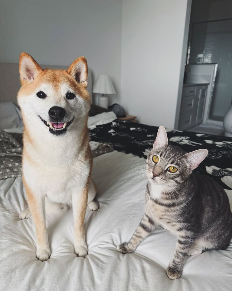 Shiba Inu