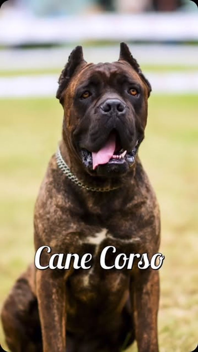 Cane Corso