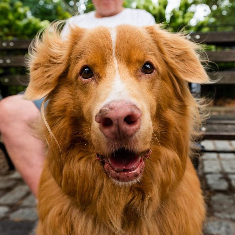 Nova Scotia Duck Tolling Retriever
