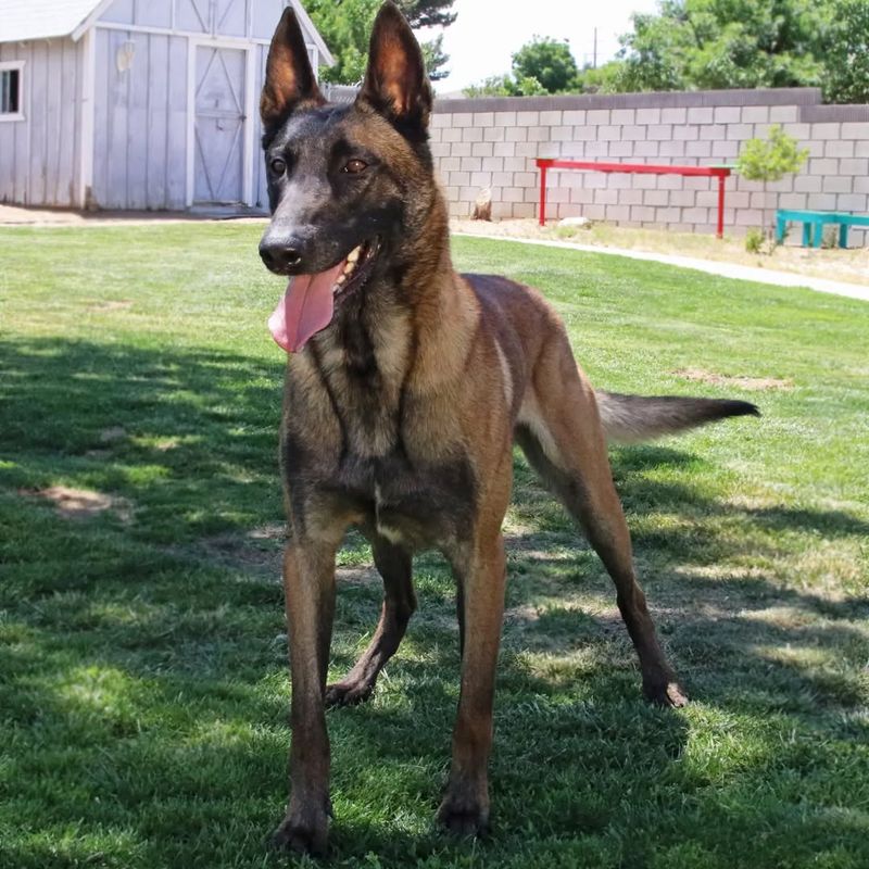 Belgian Malinois