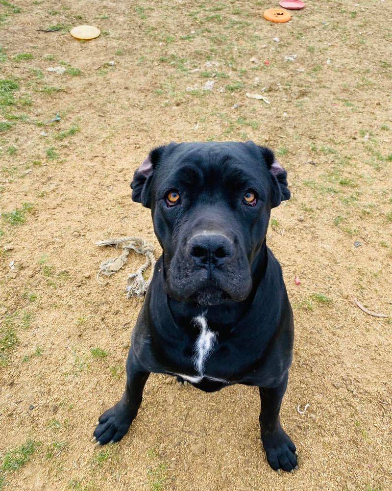 Cane Corso