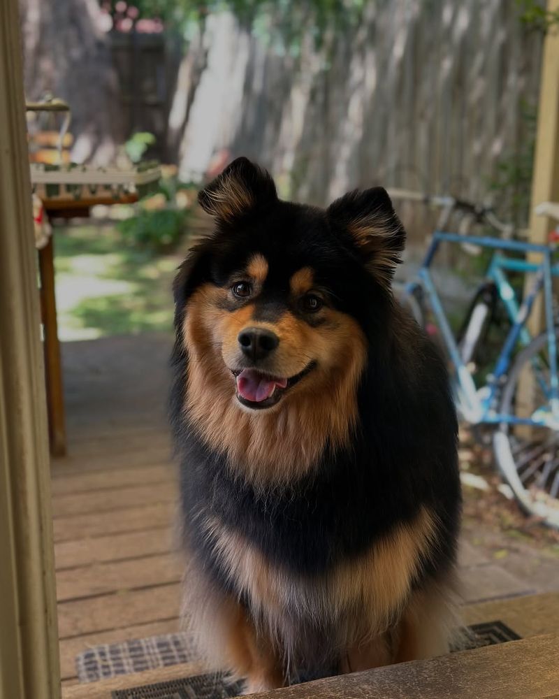 Finnish Lapphund