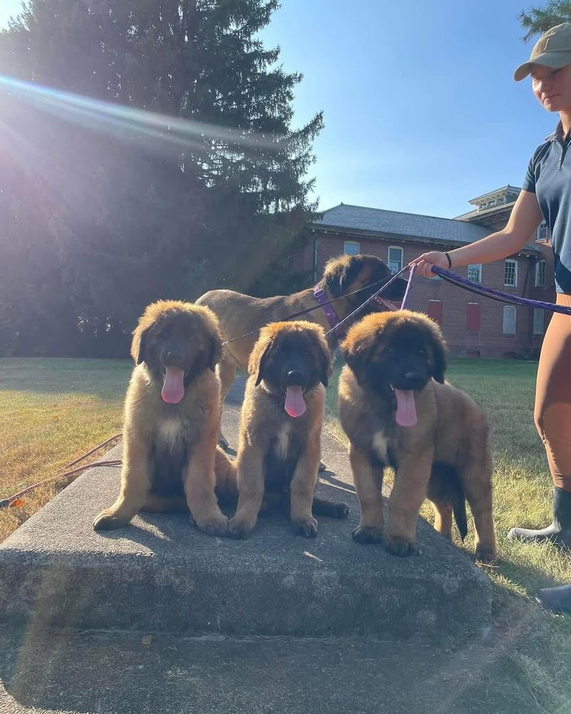 Leonberger