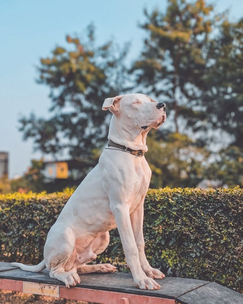 Dogo Argentino