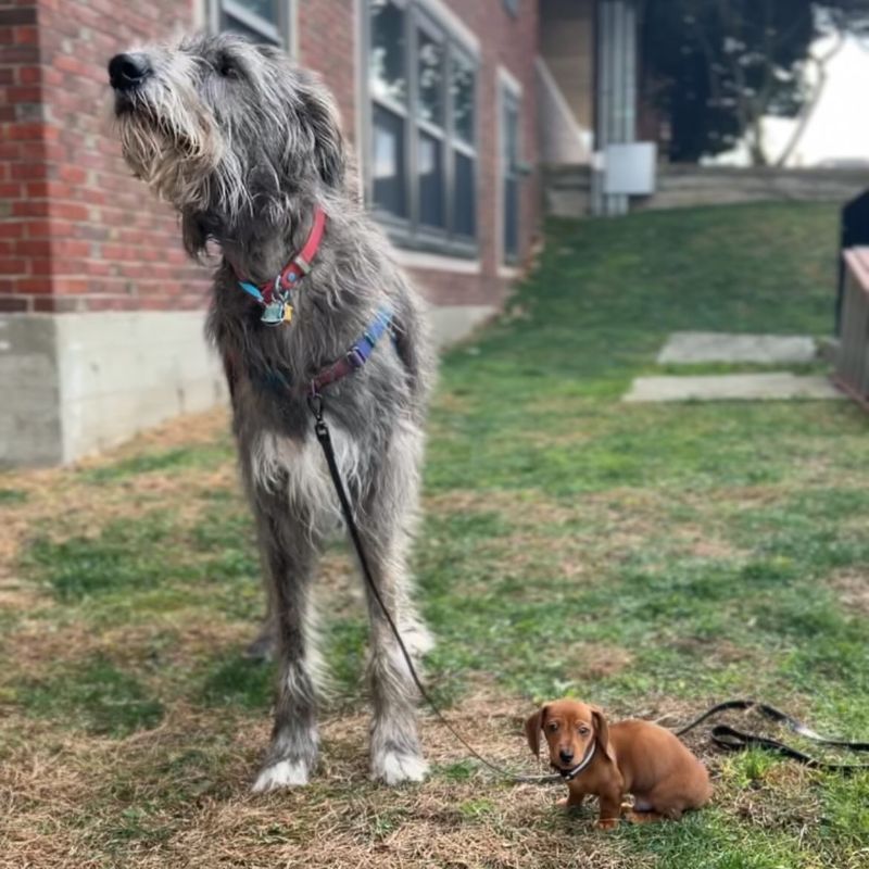 Irish Wolfhound