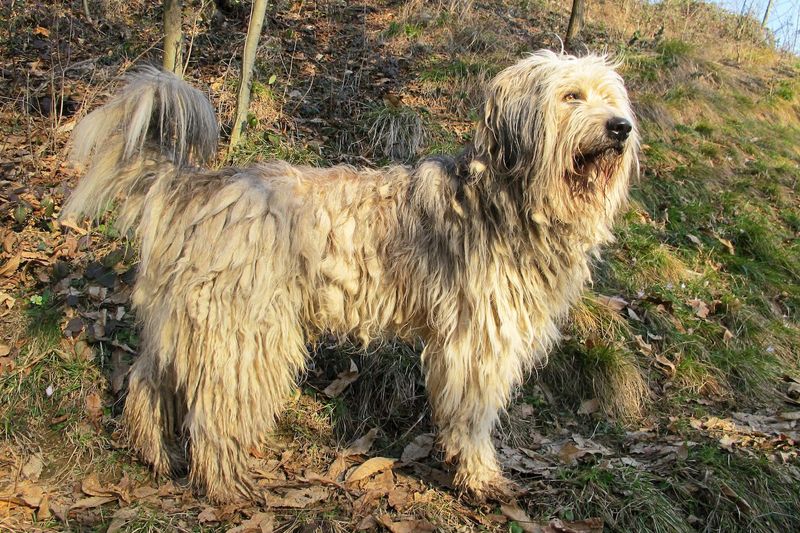 Bergamasco Shepherd