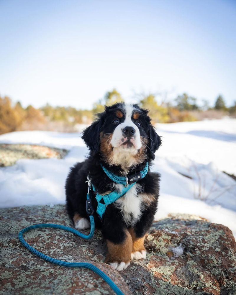 Bernese Mountain Dog