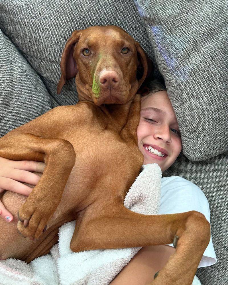 Vizsla