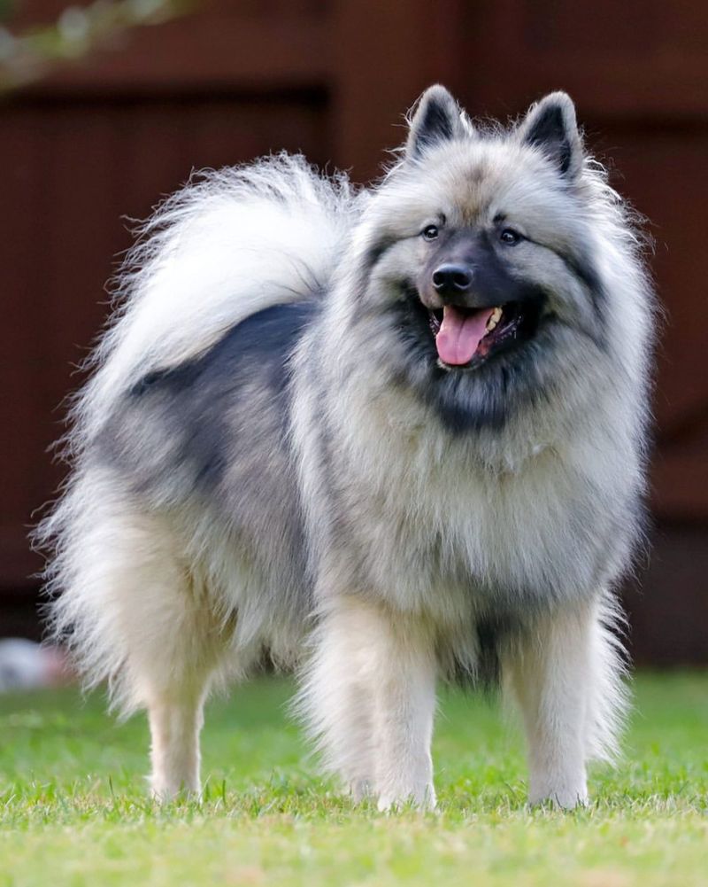 Keeshond