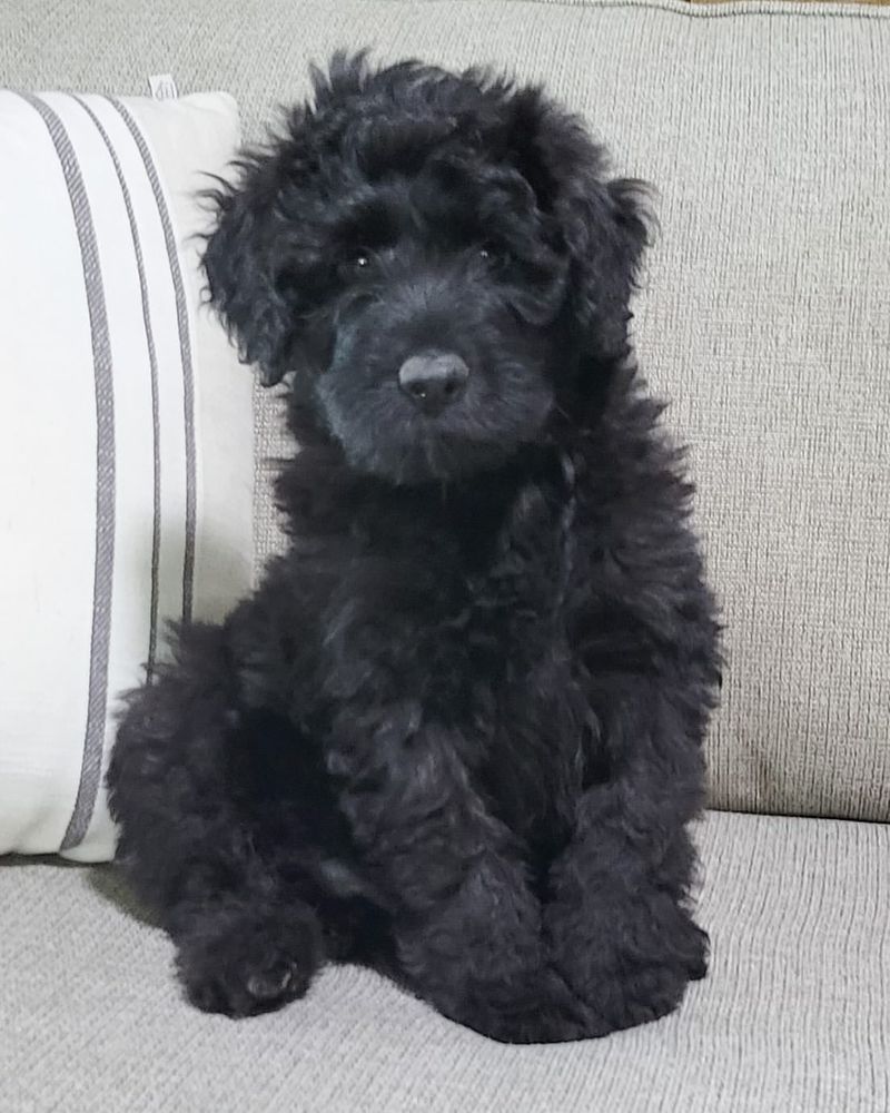 Portuguese Water Dog