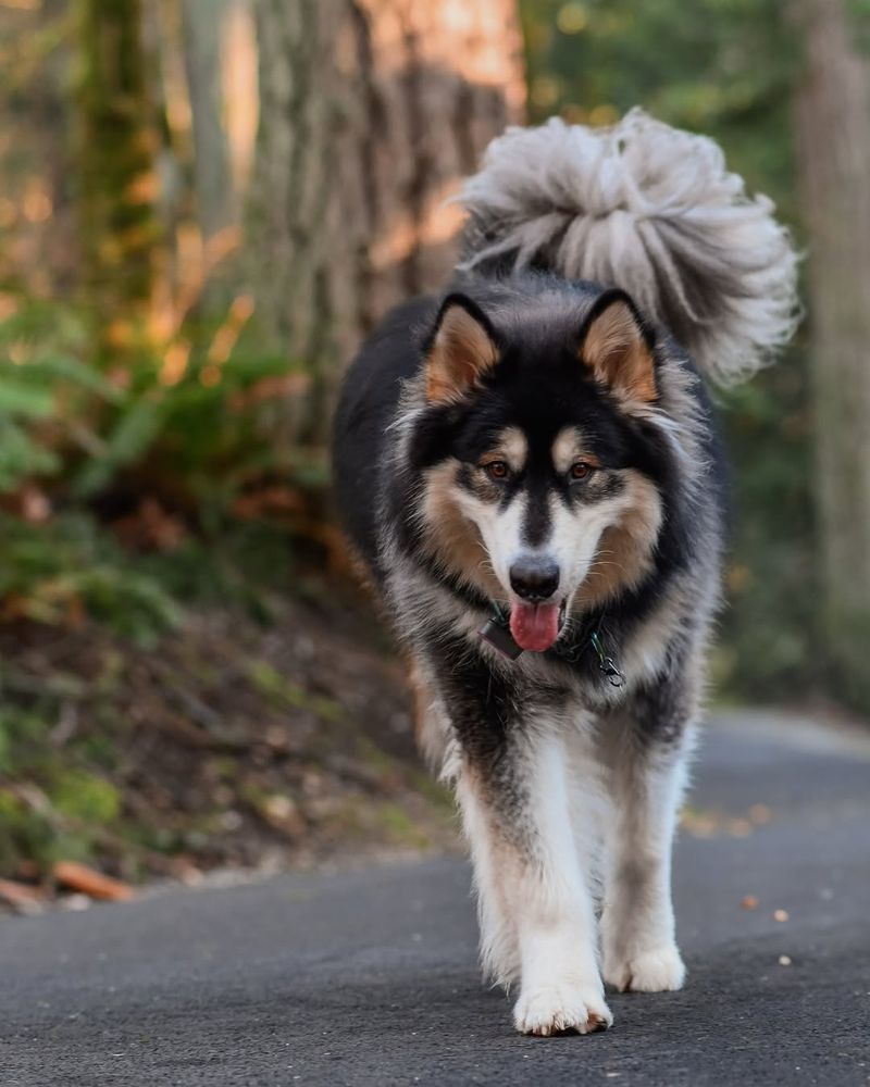 Alaskan Malamute