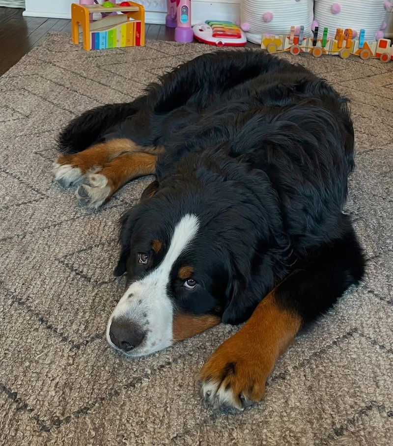 Bernese Mountain Dog