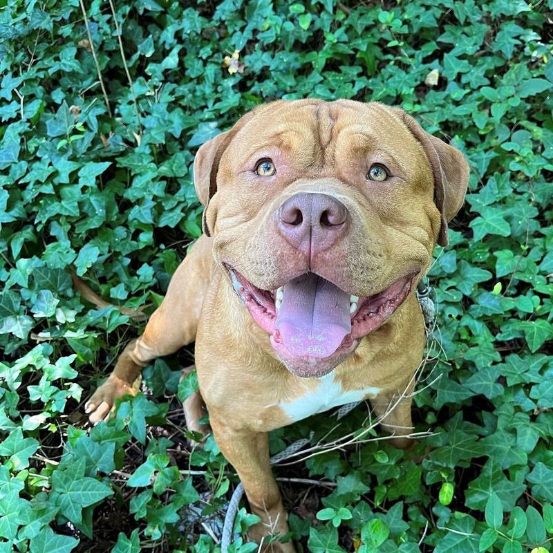 Dogue de Bordeaux