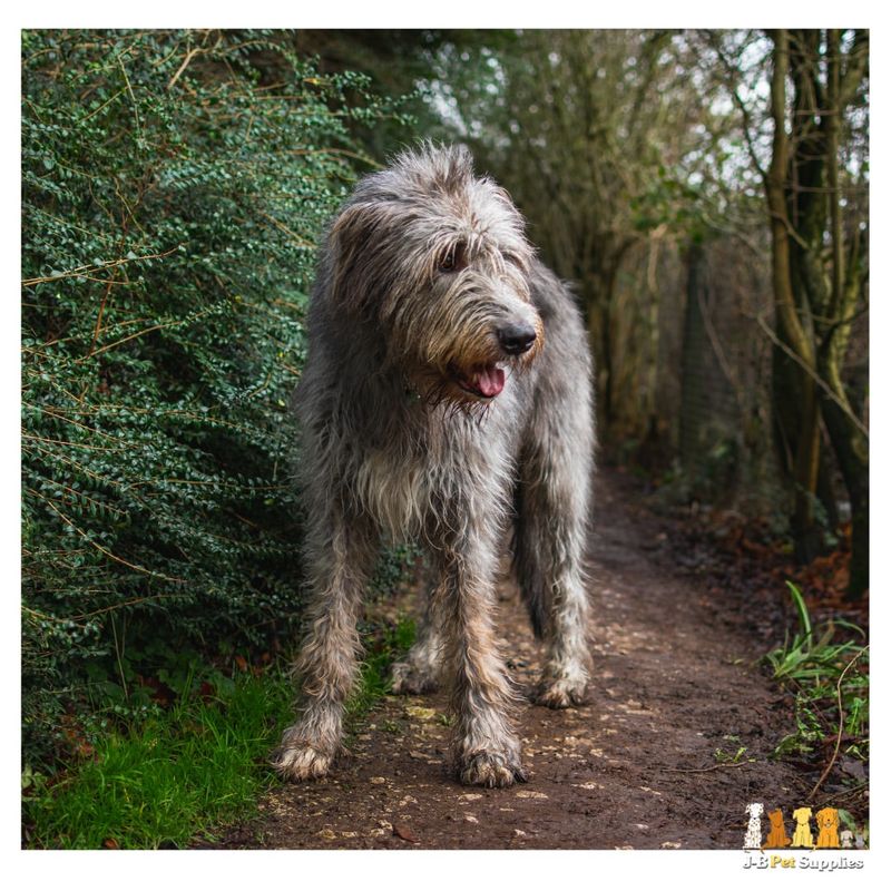 Irish Wolfhound