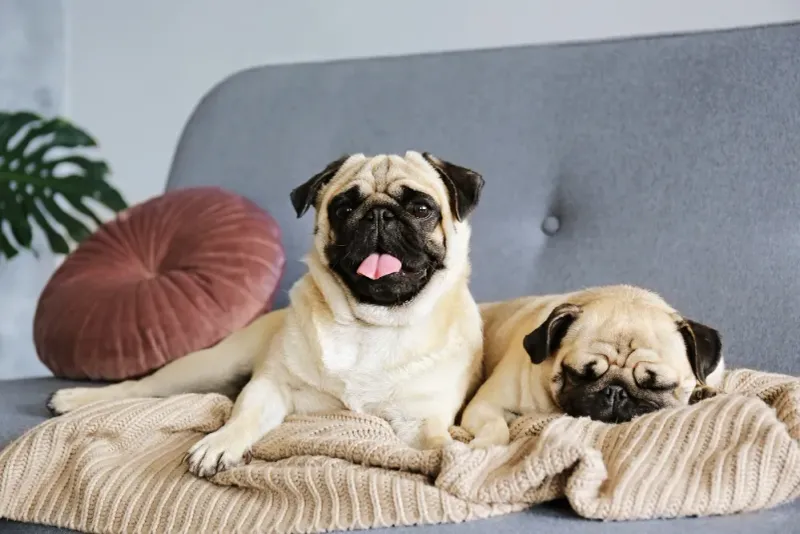 Pug