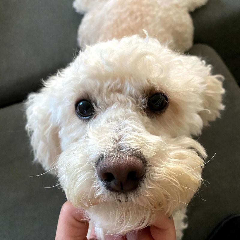 Bichon Frise