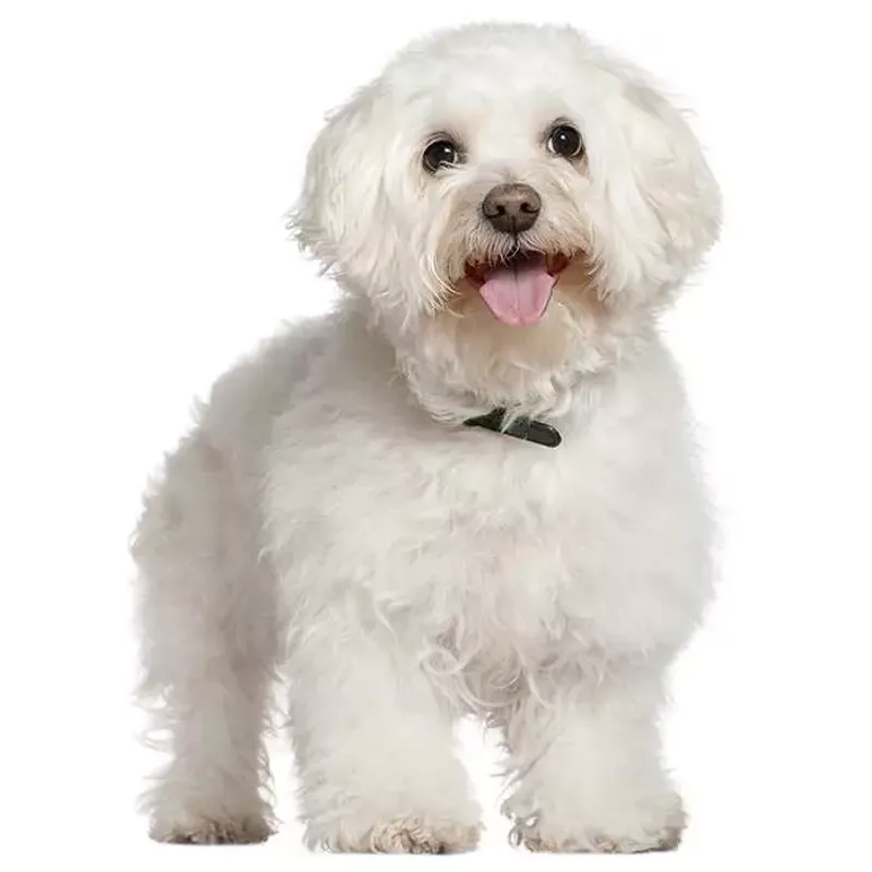 Bichon Frise