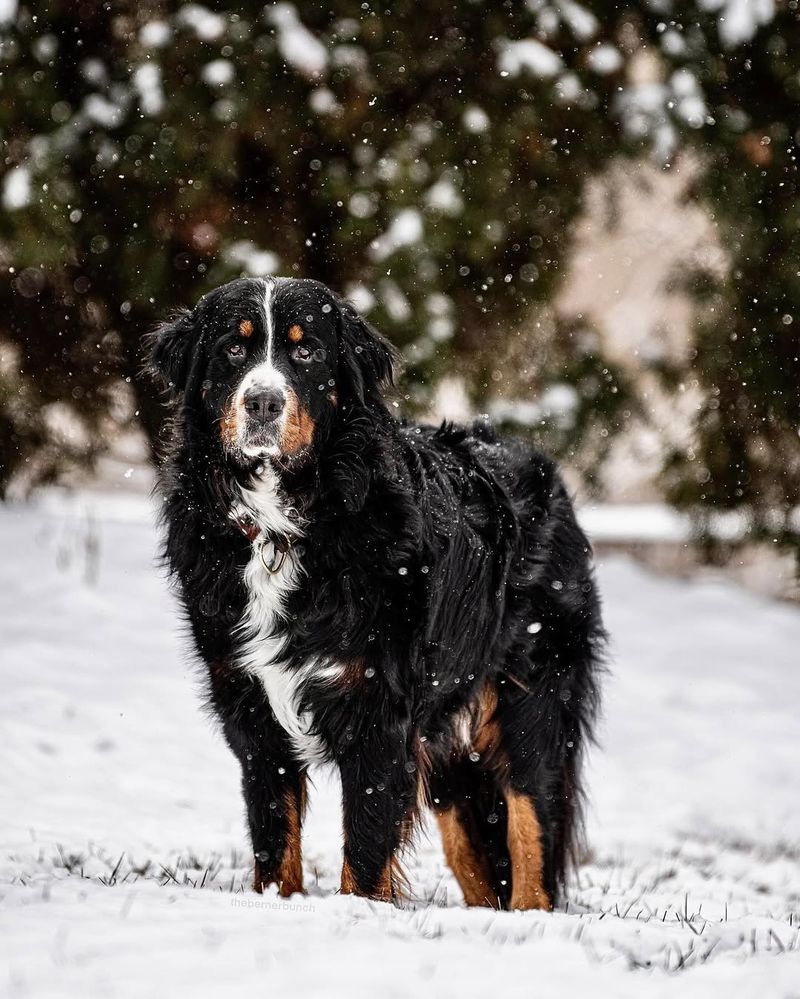 Bernese Mountain Dog