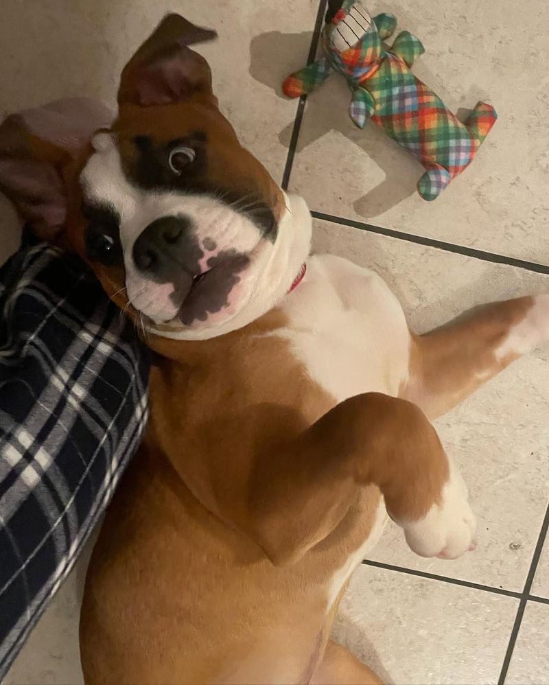 Boxer